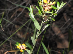 Pultenaea myrtoides