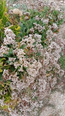 Limonium ovalifolium