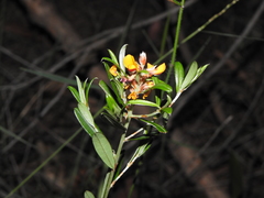 Pultenaea myrtoides