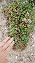 Limonium ovalifolium