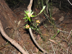 Pultenaea myrtoides