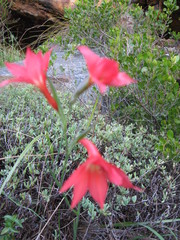 Gladiolus priorii