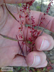 Rumex acetosella acetosella