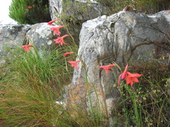 Gladiolus priorii