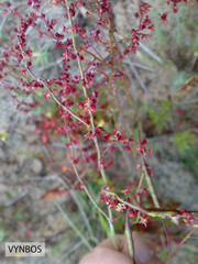 Rumex acetosella acetosella
