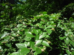 Cotoneaster acutifolius