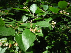 Cotoneaster acutifolius