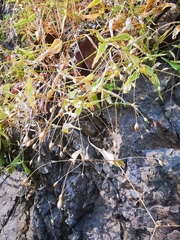 Stellaria fenzlii