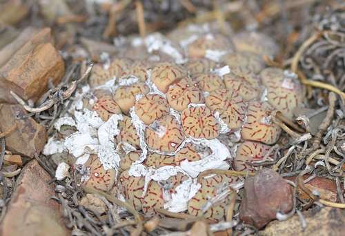 Conophytum minimum