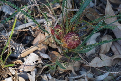 Banksia dallanneyi