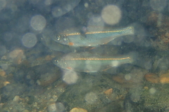 Alburnoides bipunctatus