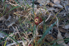 Banksia dallanneyi