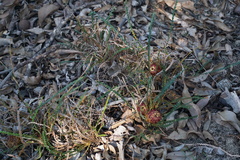 Banksia dallanneyi