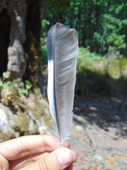 Garrulus glandarius graecus