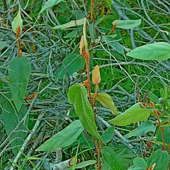 Lasiopetalum macrophyllum