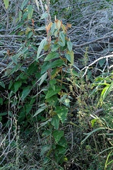 Lasiopetalum macrophyllum