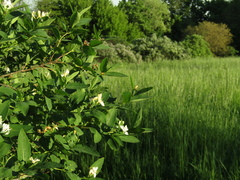 Lonicera × muendeniensis