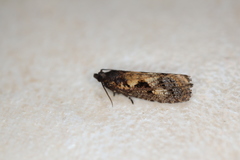 Cryptaspasma sordida