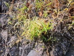 Stellaria fenzlii