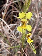 Diuris luteola