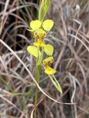 Diuris luteola