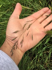 Deschampsia danthonioides