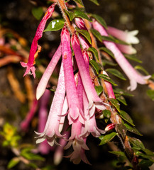 Epacris reclinata