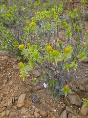 Pteronia fasciculata