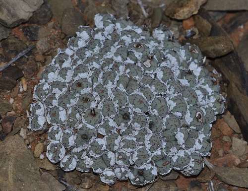 Conophytum minimum