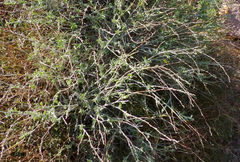 Anthyllis cytisoides