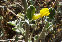 Anthyllis cytisoides