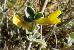 Anthyllis cytisoides