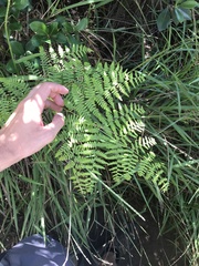 Pteridium aquilinum decompositum