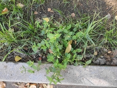 Galinsoga quadriradiata