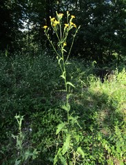 Sonchus arvensis uliginosus