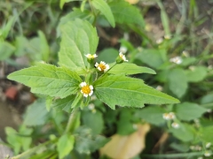 Galinsoga quadriradiata