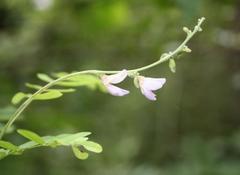 Abrus precatorius africanus