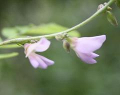 Abrus precatorius africanus