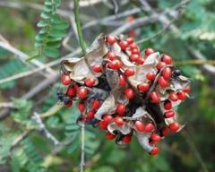 Abrus precatorius africanus