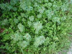 Lamium amplexicaule orientale