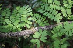 Abrus precatorius africanus