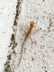 Calotes versicolor