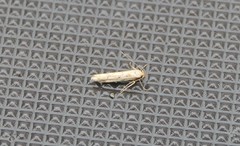 Blastobasis lacticolella