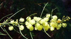 Acacia genistifolia