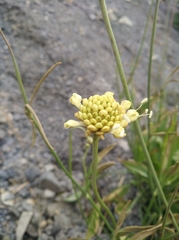 Scabiosa ochroleuca