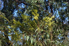 Acacia genistifolia