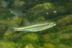 Phoxinus septimaniae