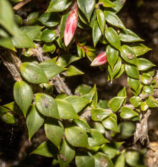 Epacris reclinata