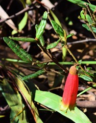 Correa reflexa speciosa