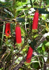Correa reflexa speciosa